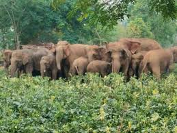 हाथियों के झुंड ने बरपाया कहर
