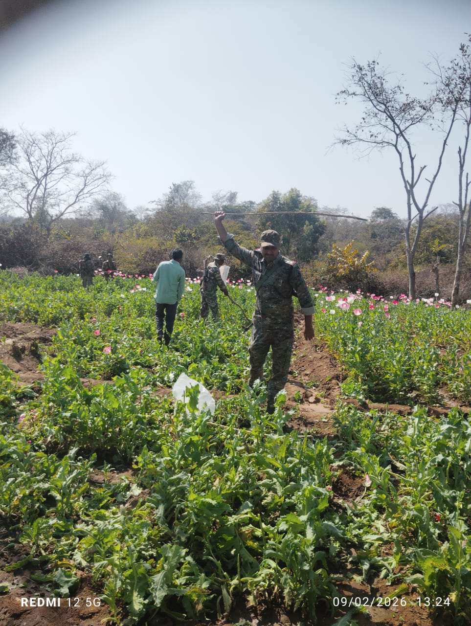 अवैध अफीम/पोस्ता खेती पर पुलिस की बड़ी कार्रवाई, करीब 6.5 एकड़ फसल नष्ट