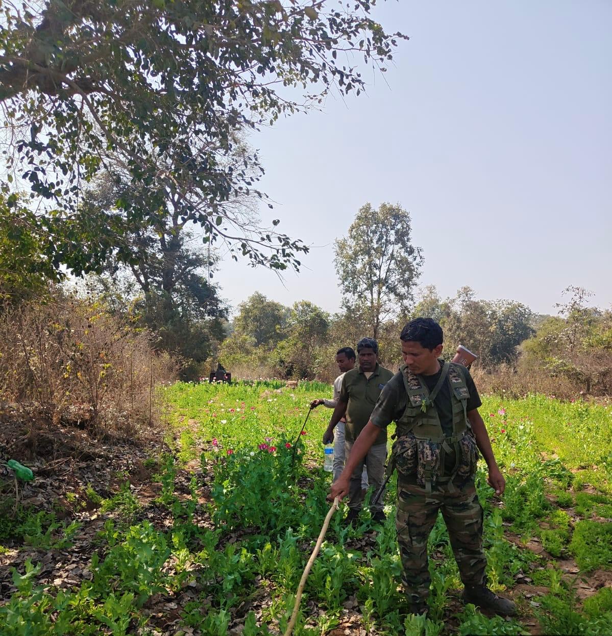मनातू थाना क्षेत्र में बड़ी कार्रवाई, 6 एकड़ में लगी अफीम की फसल नष्ट