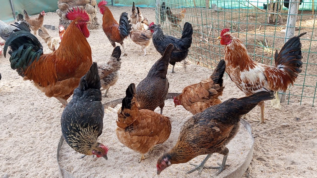 Palamu: पांच साल बाद खुली फाइल: मुर्गी की मौत मामले में मुखिया पर हत्या का आरोप, पुलिस जांच शुरू