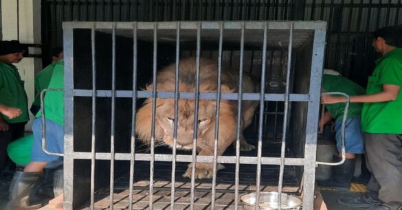 Jamshedpur: टाटा स्टील जूलॉजिकल पार्क में अफ्रीकी शेरों का नया जोड़ा