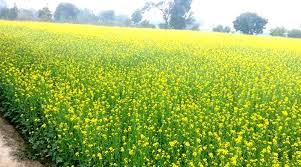 लहलहाती सरसों की फसल से किसानों में खुशी